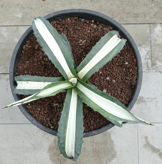 Agave americana mediopicta alba succulenta con foglie larghe a strisce bianche e spine appuntite in vaso