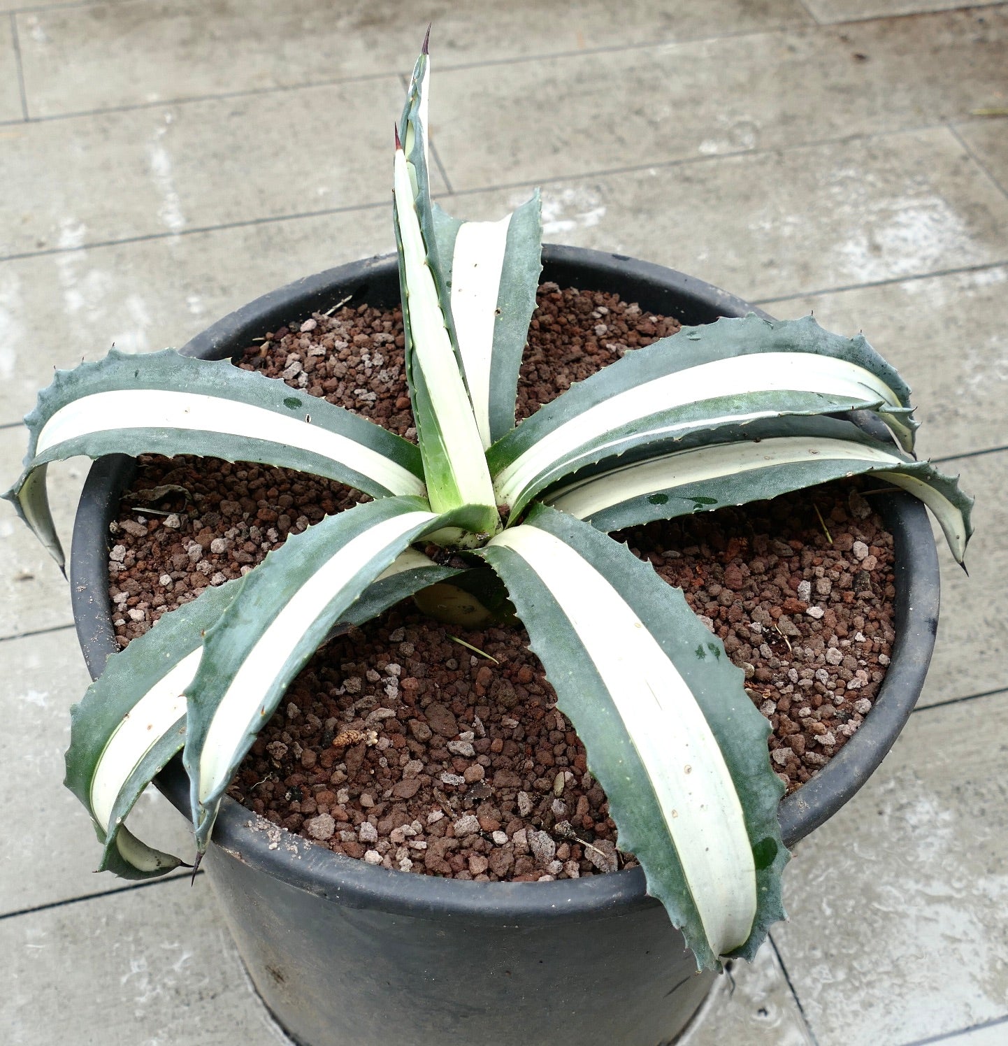Agave americana mediopicta alba succulent with broad white-striped leaves and sharp spines in pot