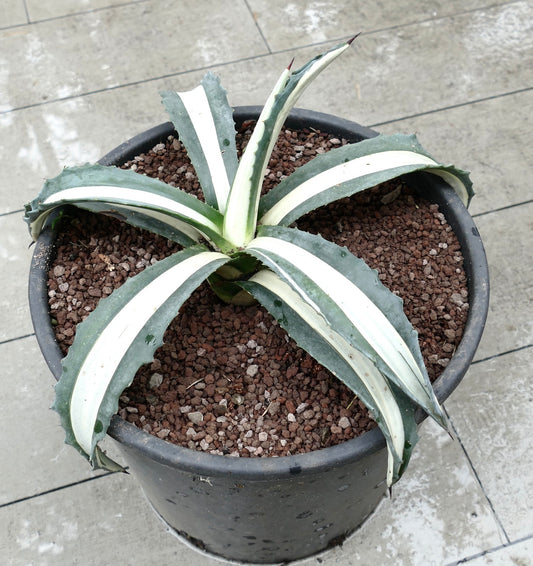 Agave americana mediopicta alba succulent with broad white-striped leaves and sharp spines in pot