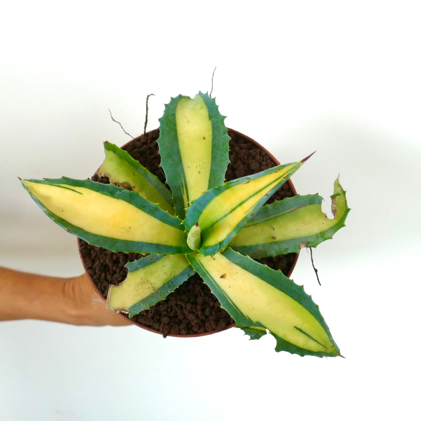 Agave americana MEDIOPICTA YELLOW VARIEGATA