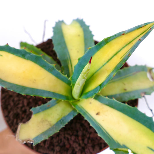 Agave americana MEDIOPICTA YELLOW VARIEGATA