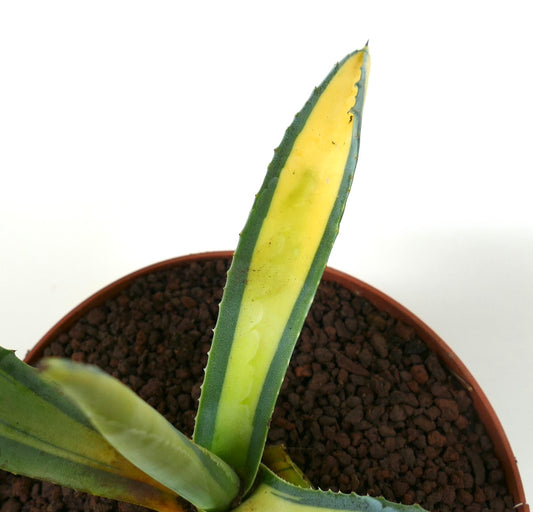 Agave americana MEDIOPICTA YELLOW VARIEGATA