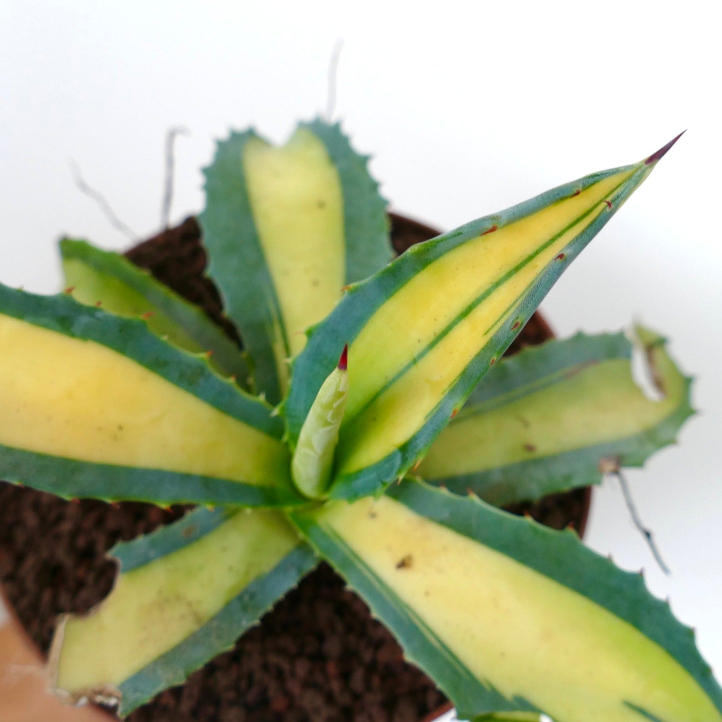 Agave americana MEDIOPICTA YELLOW VARIEGATA