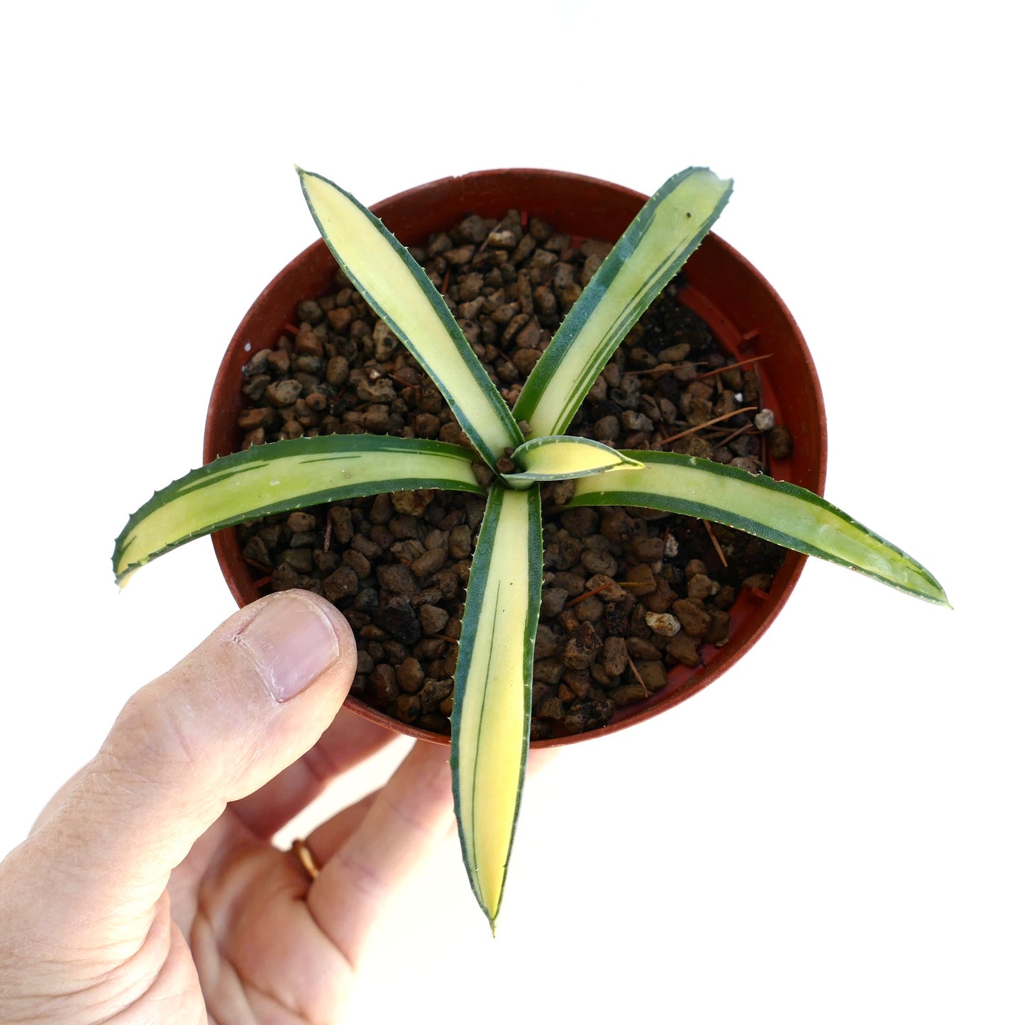 Agave americana MEDIOPICTA variegated succulent with narrow yellow and green leaves in small pot