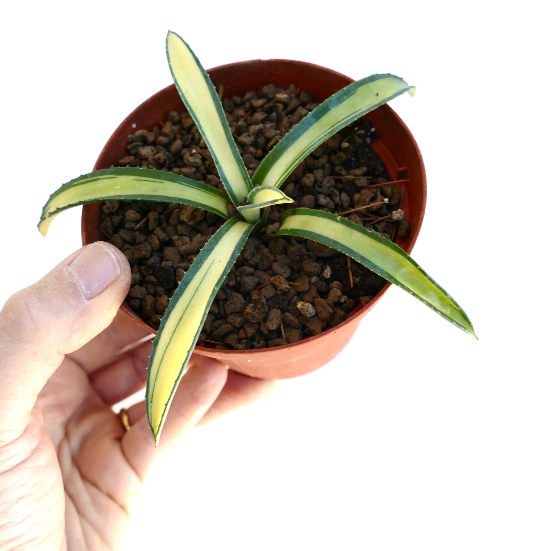 Agave americana mediopicta variegated succulent with yellow and green striped leaves in small pot