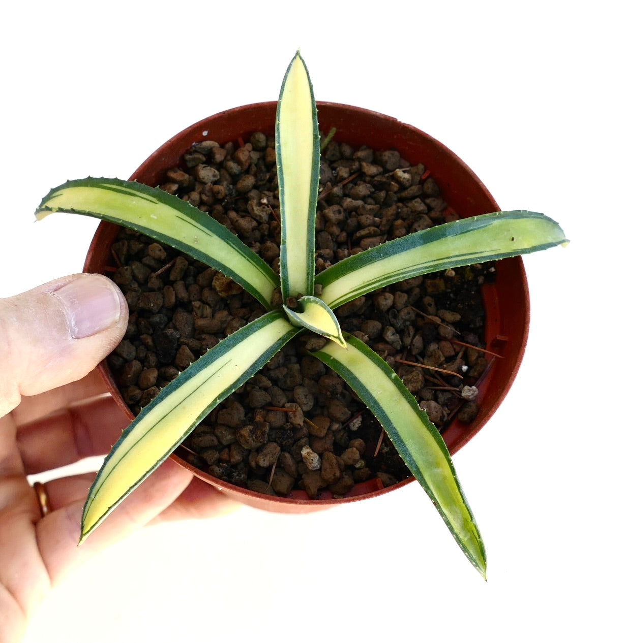 Agave americana MEDIOPICTA variegated succulent with yellow and green striped leaves in pot