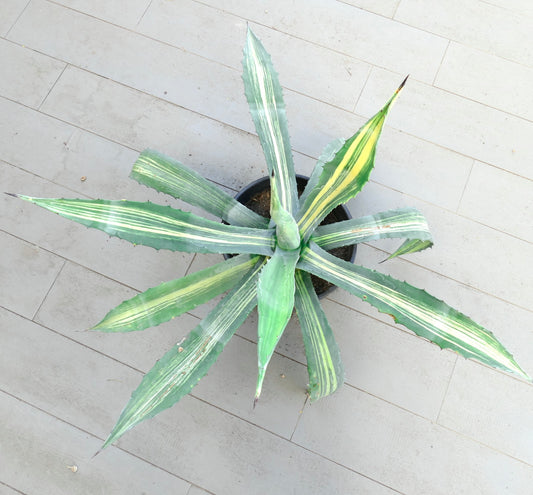 Agave americana striata succulent with long variegated leaves and sharp spines in pot