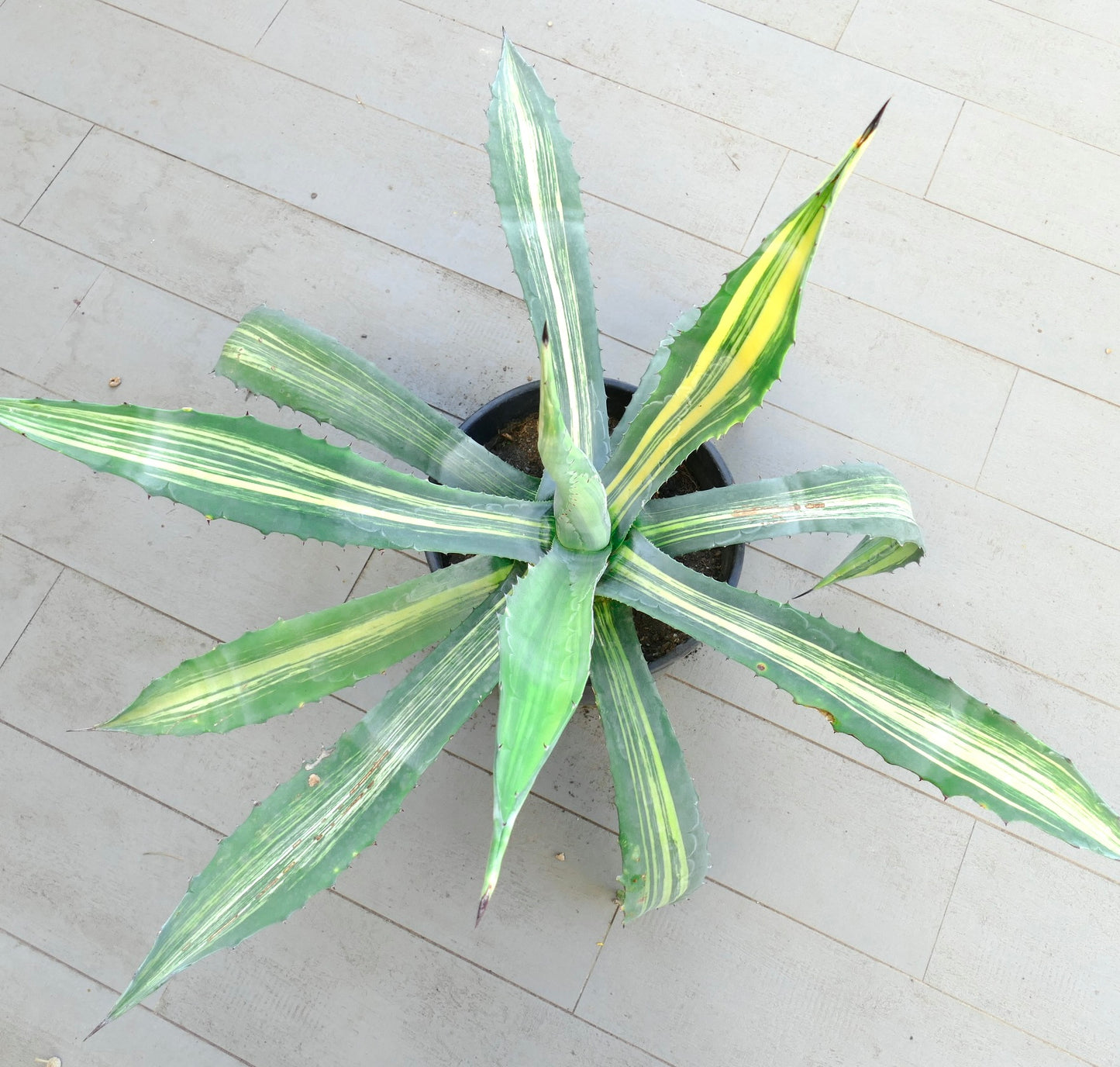 Agave americana with long variegated leaves and sharp spines in a black pot