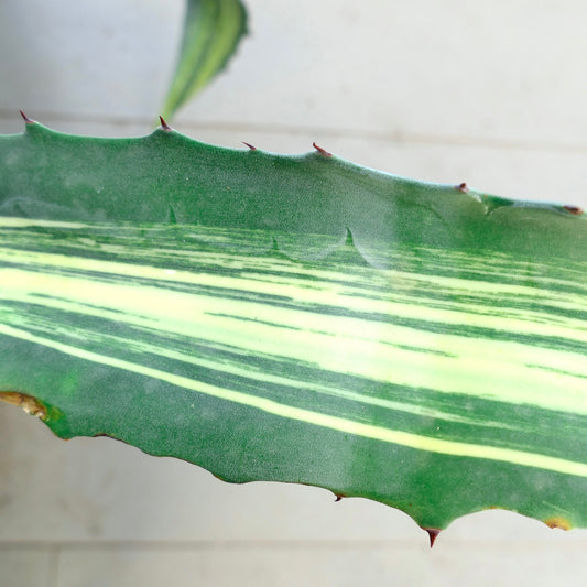 Agave americana striata variegated succulent leaf with sharp spines and green-yellow stripes