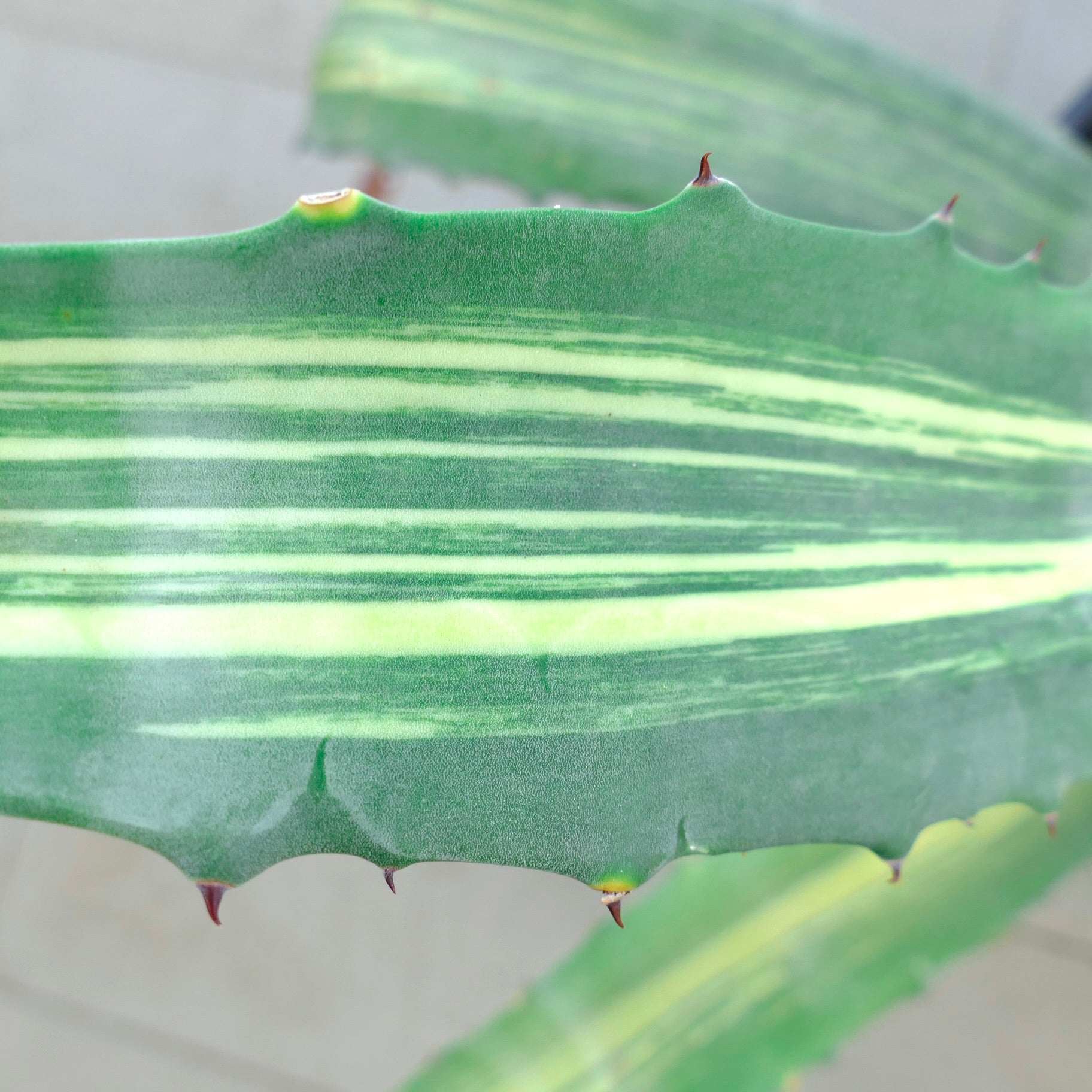 Agave americana striata succulent leaf with variegated green and yellow stripes and sharp spines