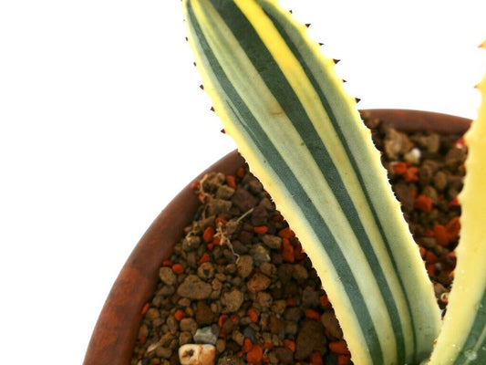 Agave americana unusual VARIEGATED 6873