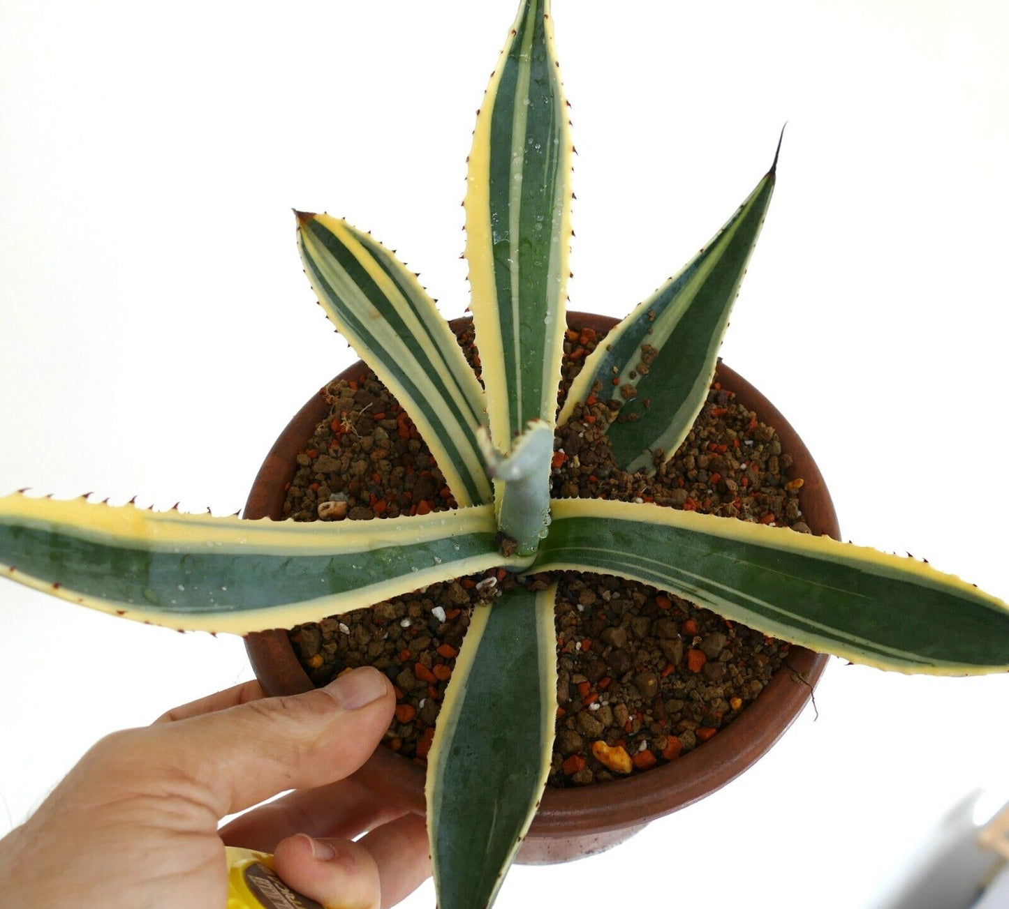 Agave americana unusual VARIEGATED 6873