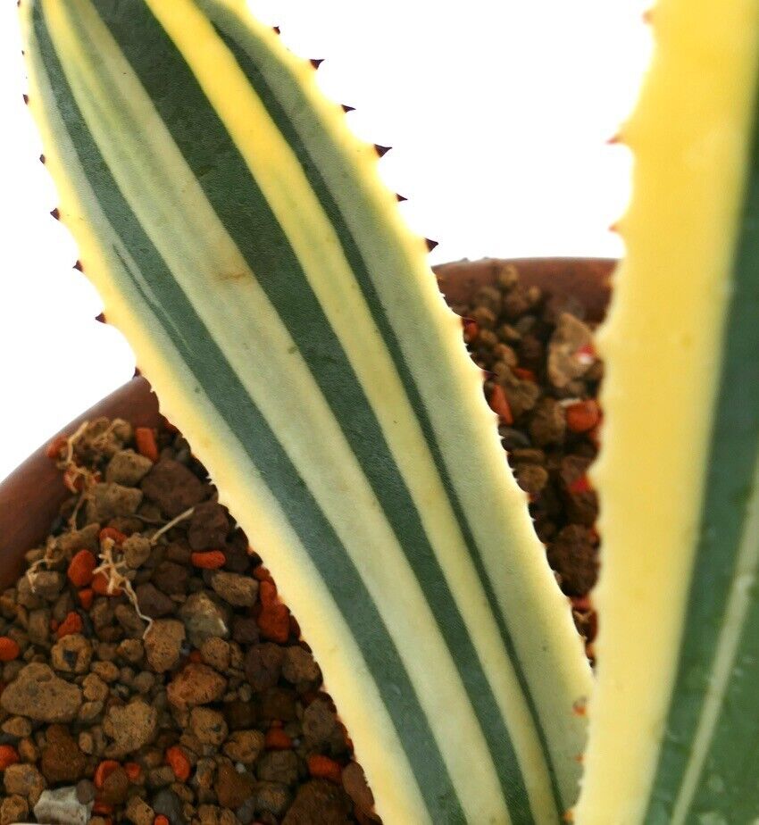 Agave americana unusual VARIEGATED 6873