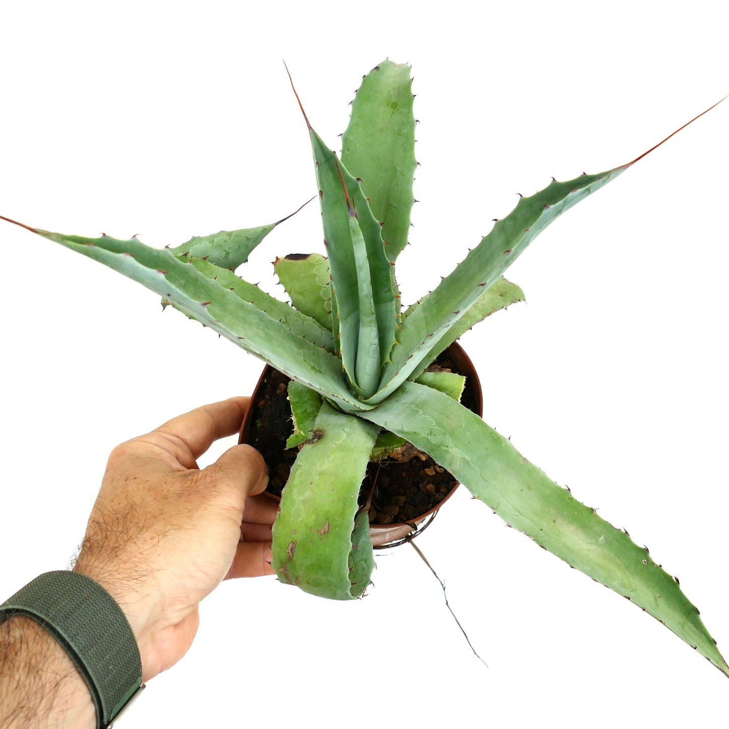 Agave americana X Agave eborispina AB24