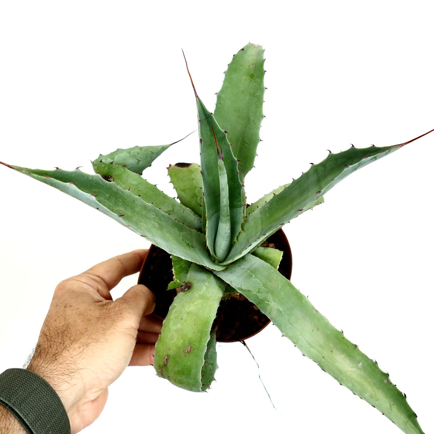 Agave americana X Agave eborispina AB24