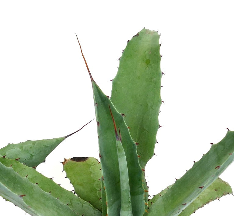 Agave americana X Agave eborispina AB24