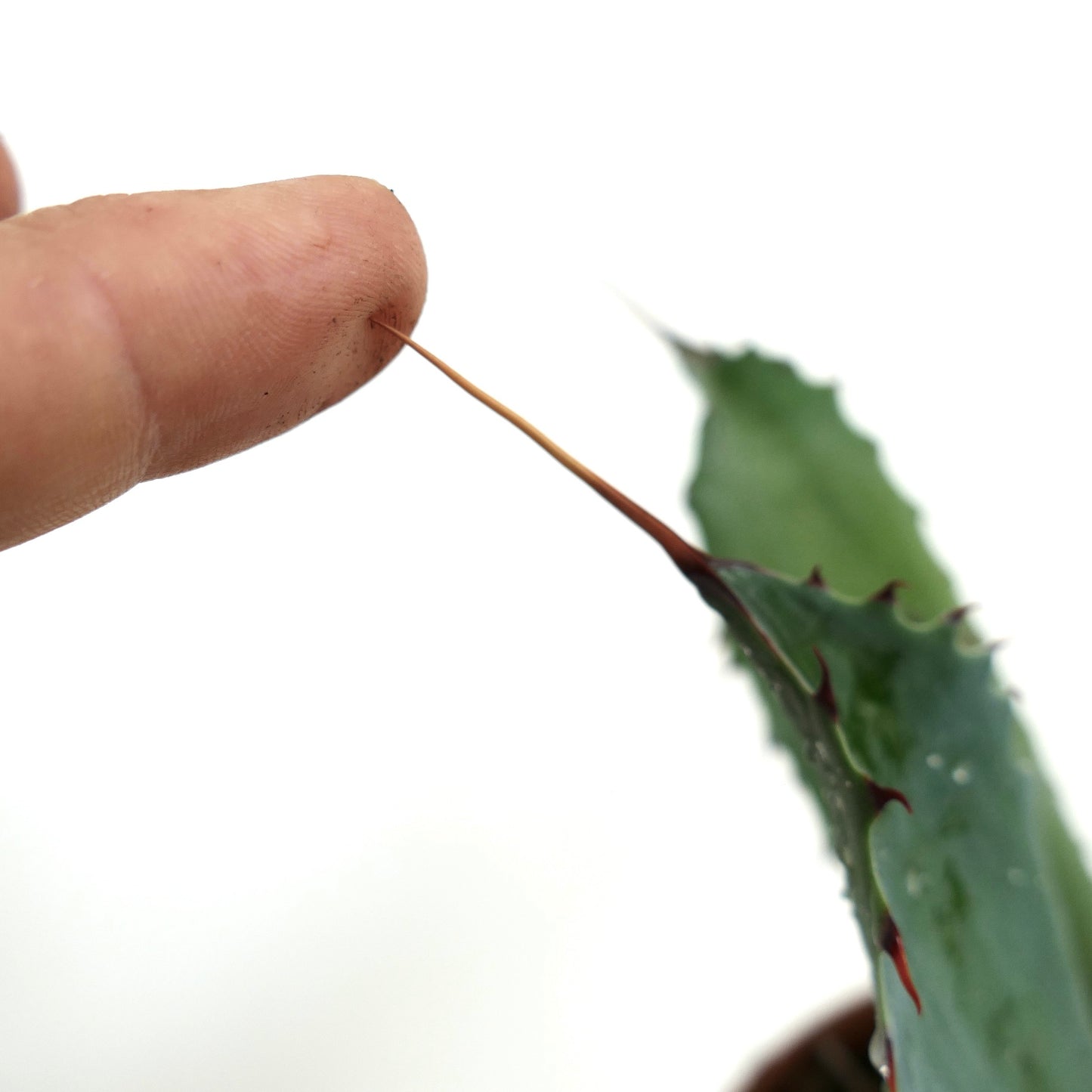 Agave americana X Agave eborispina DARK-GREEN V71-CEL