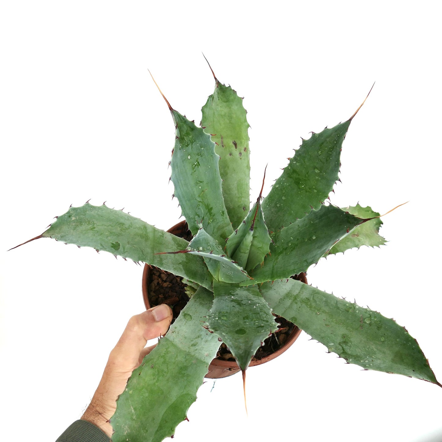 Agave americana X Agave eborispina DARK-GREEN V71-CEL