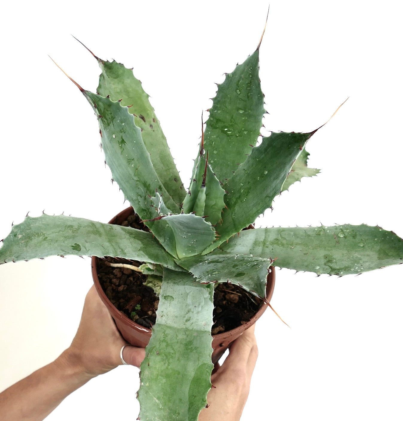 Agave americana X Agave eborispina DARK-GREEN V71-CEL