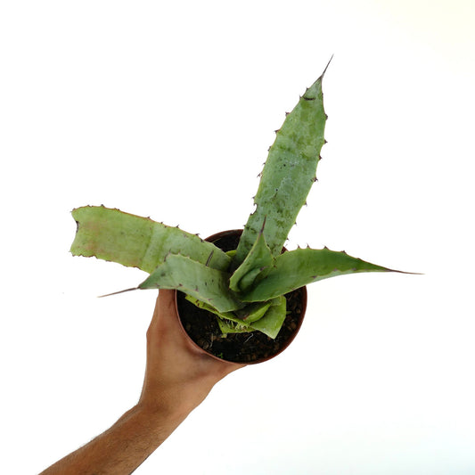 Agave americana X Agave eborispina (GREEN LEAVES)