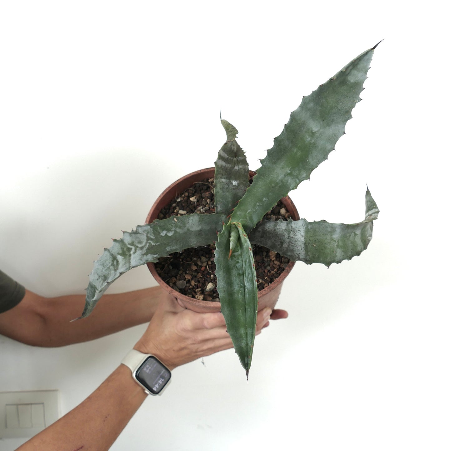 Agave americana X Agave marmorata succulent with broad spiny leaves and textured green-gray foliage