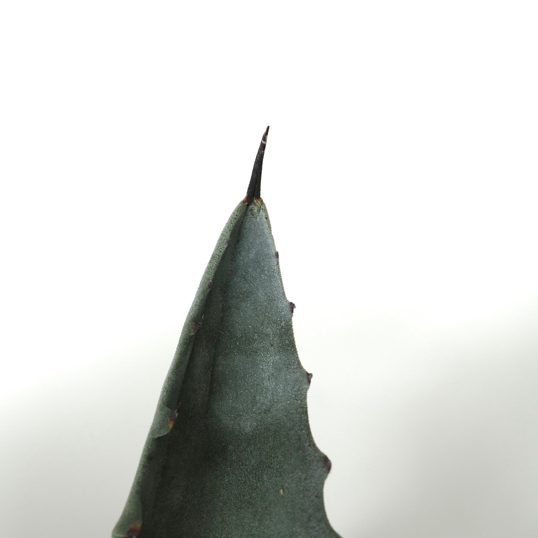 Agave americana X Agave marmorata succulent plant with thick blue-green leaves and sharp spine tip