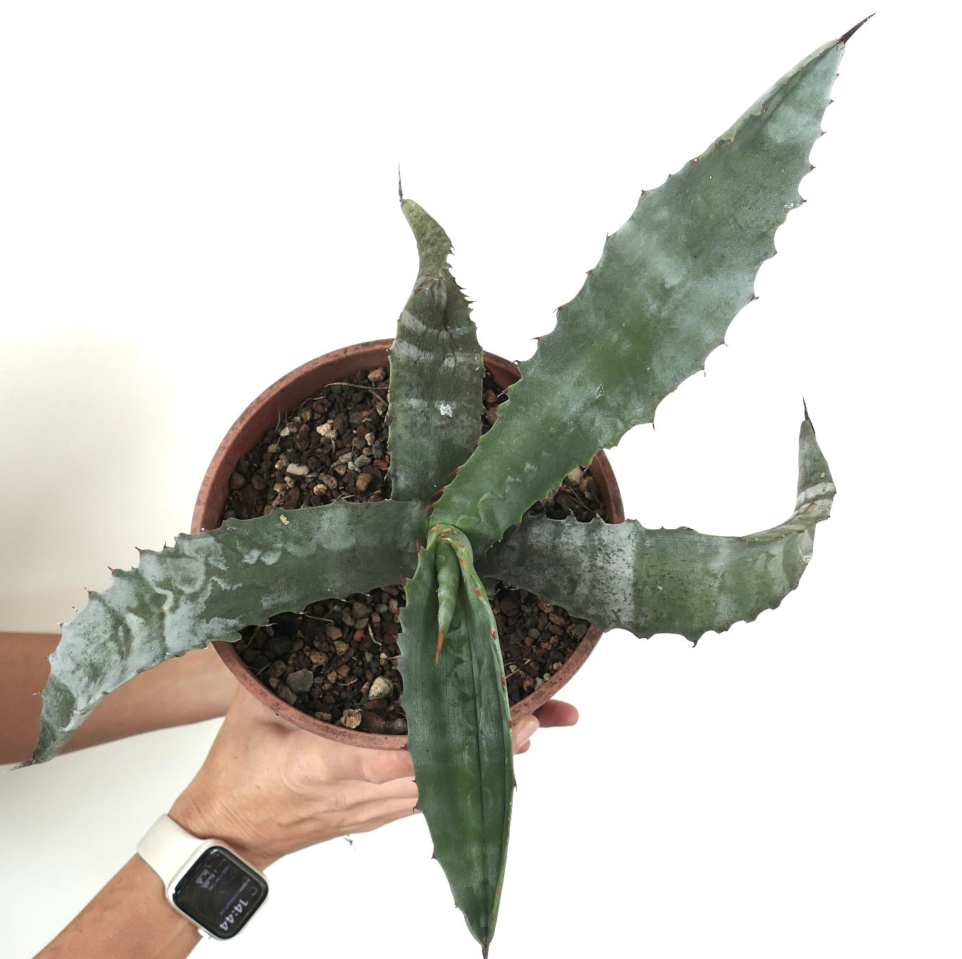 Agave americana X Agave marmorata succulent with broad spiny blue-green leaves in pot