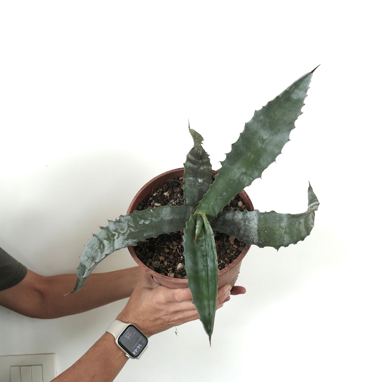 Agave americana X Agave marmorata succulent with broad, spiny, blue-green leaves in terracotta pot