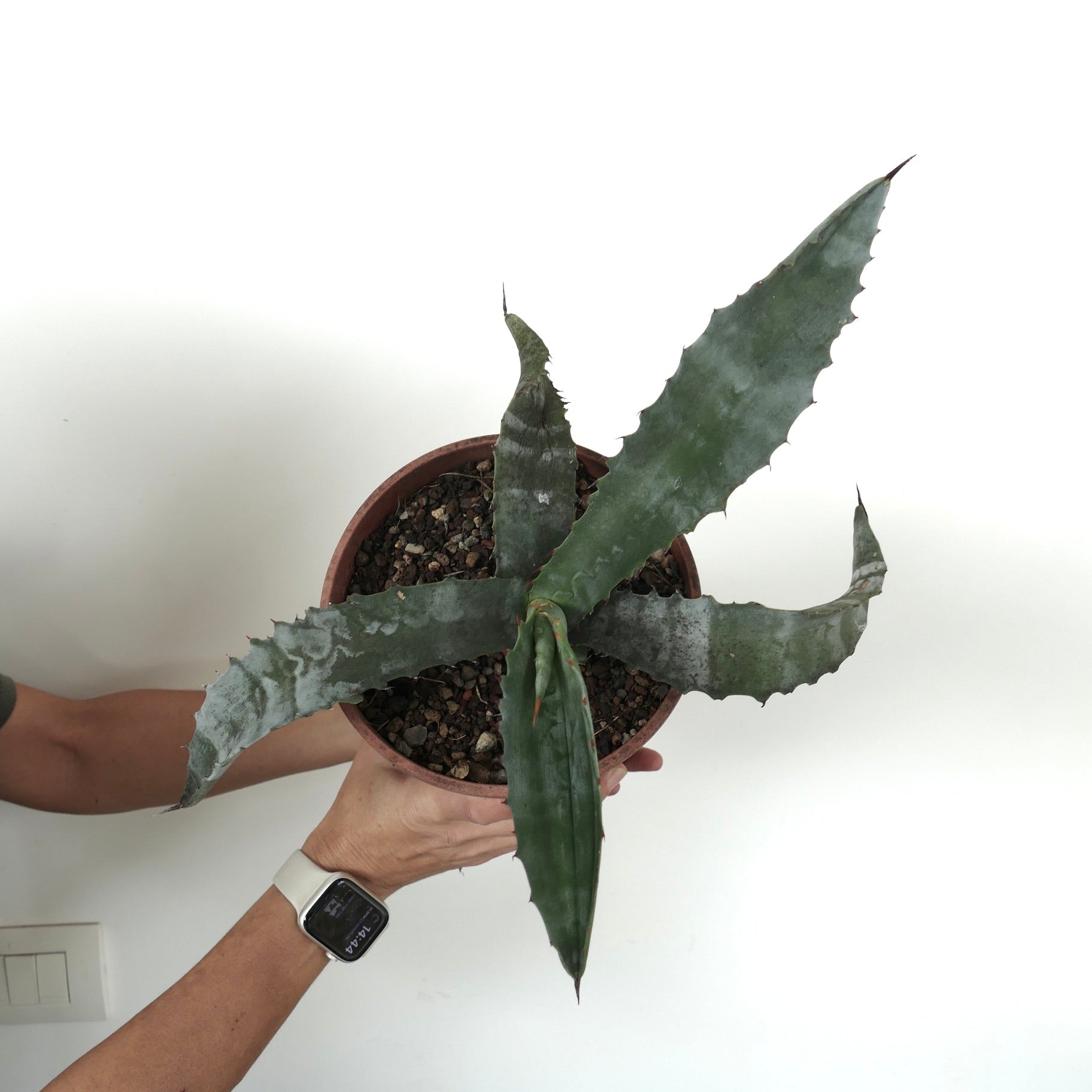Agave americana X Agave marmorata succulent with broad, spiny, textured green leaves in pot