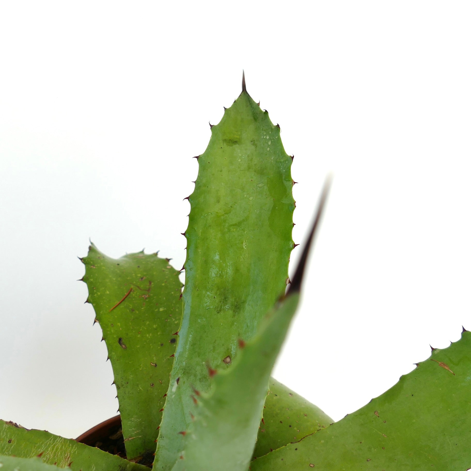 Agave americana X asperrima succulent with thick green spiny leaves in pot