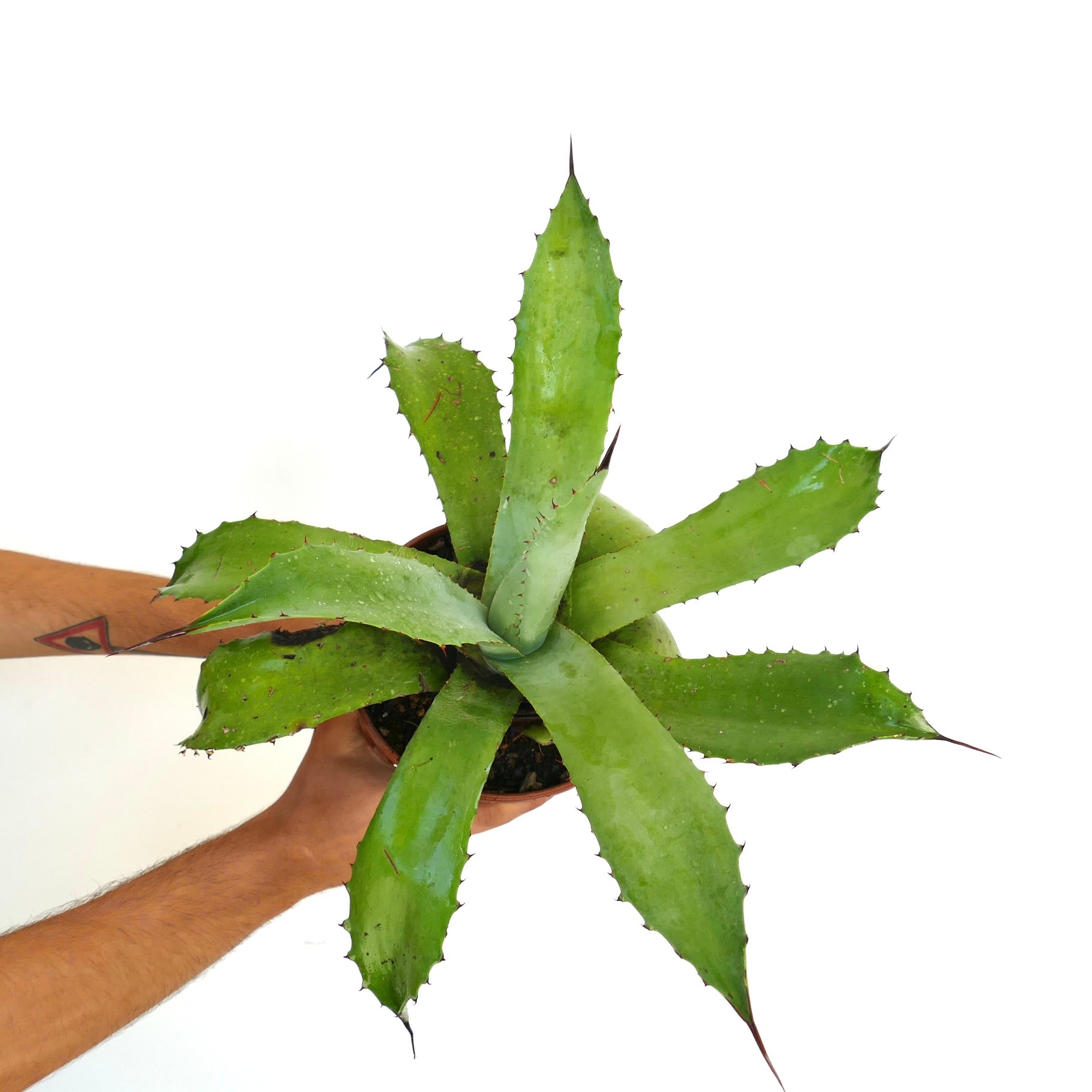 Agave americana X asperrima succulent with broad green spiny leaves in pot