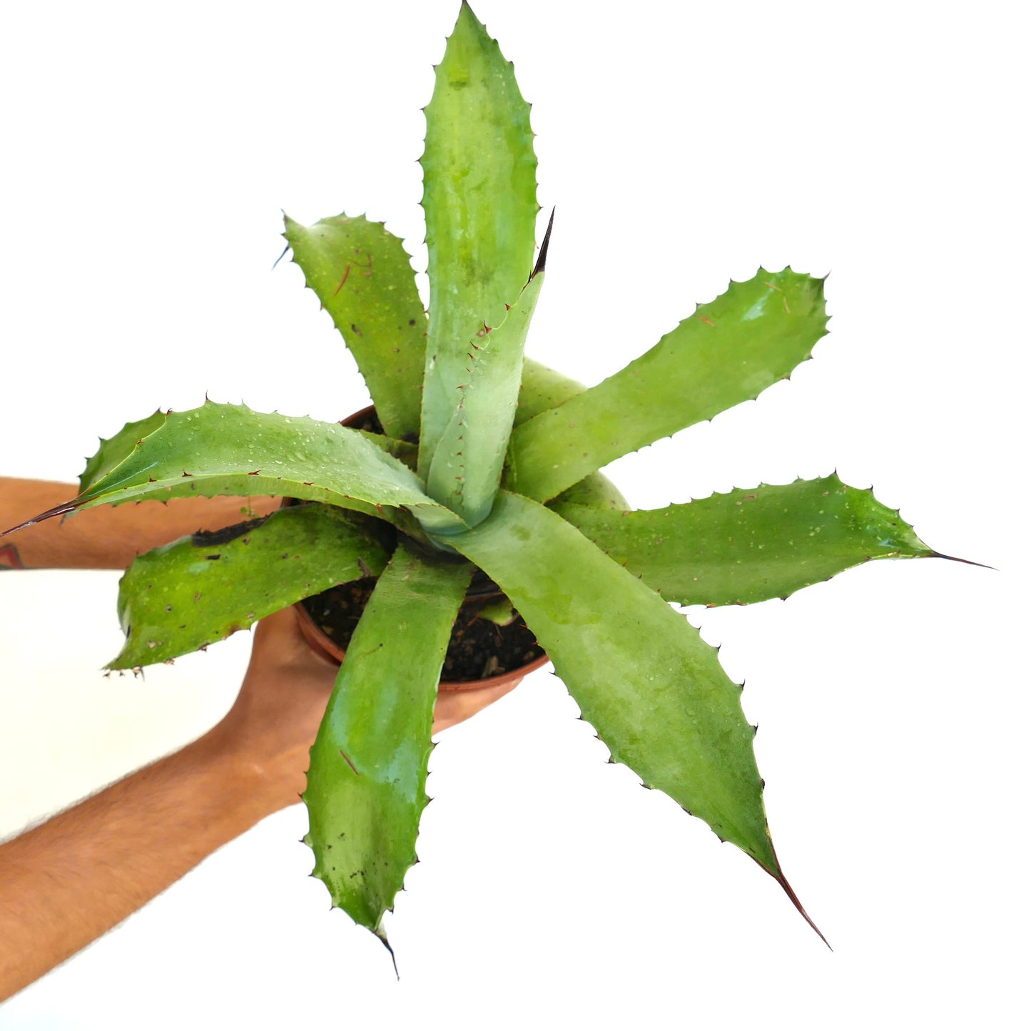 Agave americana X asperrima succulent with broad green spiny leaves in pot