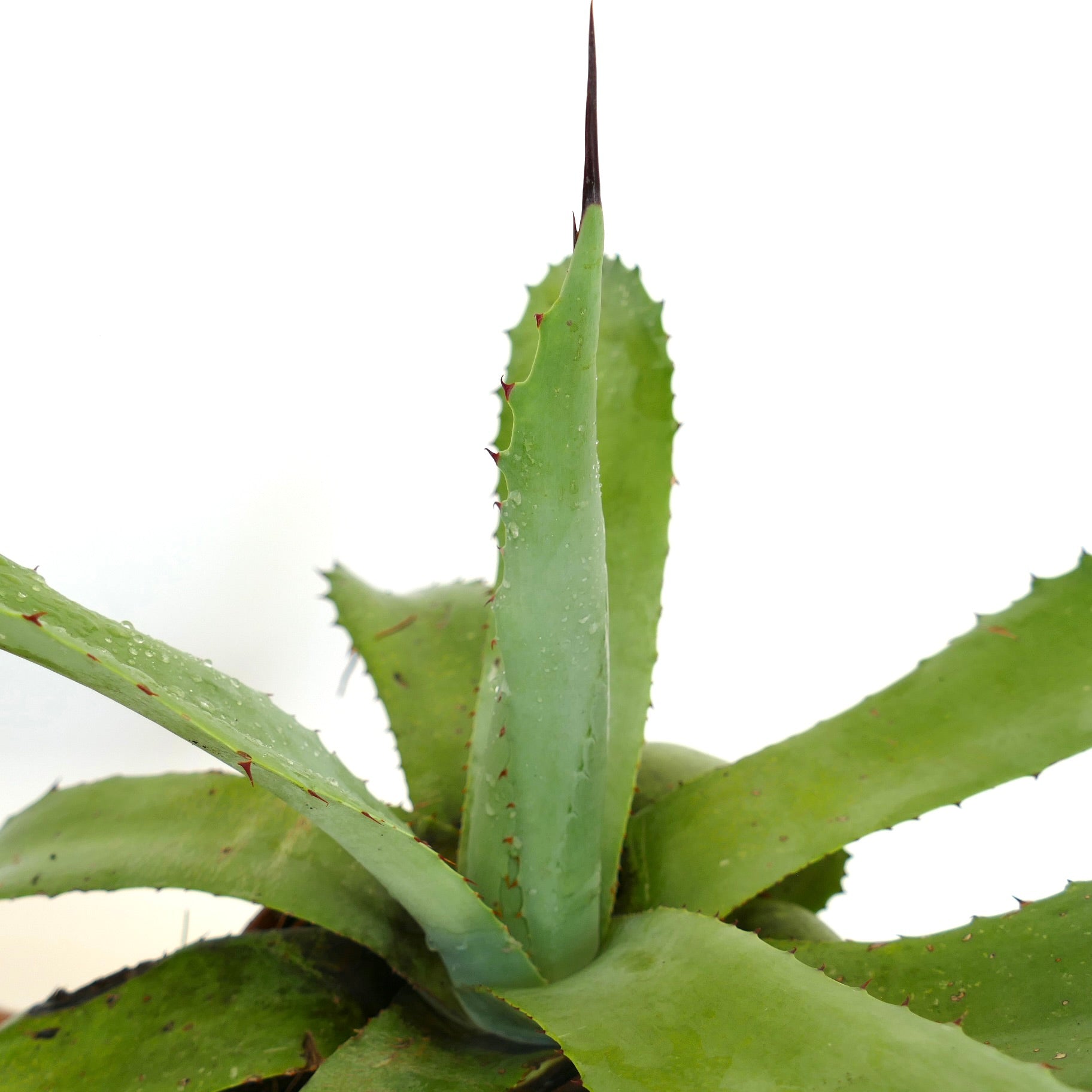 Agave americana X asperrima large green succulent with sharp spines and pointed leaves
