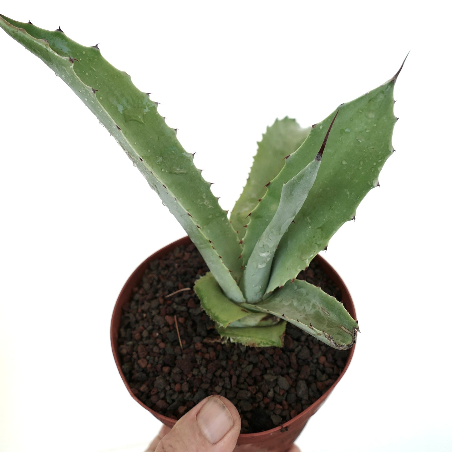 Agave americana X gypsophila X americana