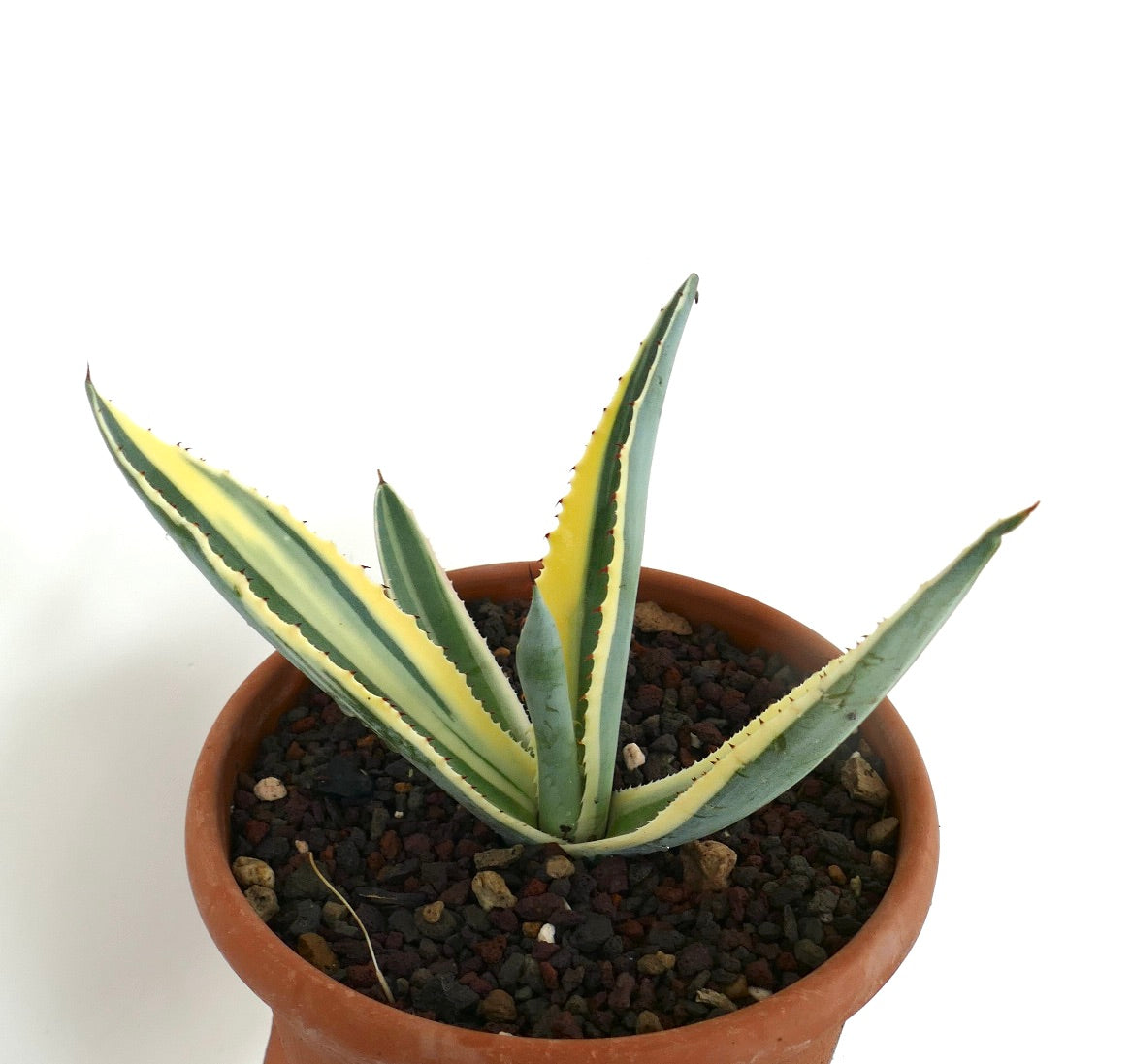 Variegated Agave americana marginata unusual form in a terracotta pot, showing long pointed leaves with green centers and yellow edges.