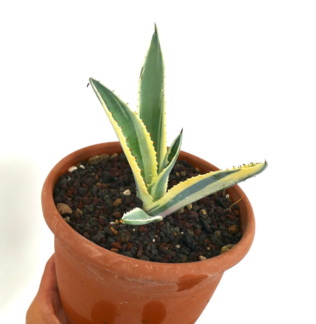 Close-up of Agave americana marginata unusual variegated in a terracotta pot, featuring thick sword-shaped leaves with yellow margins.