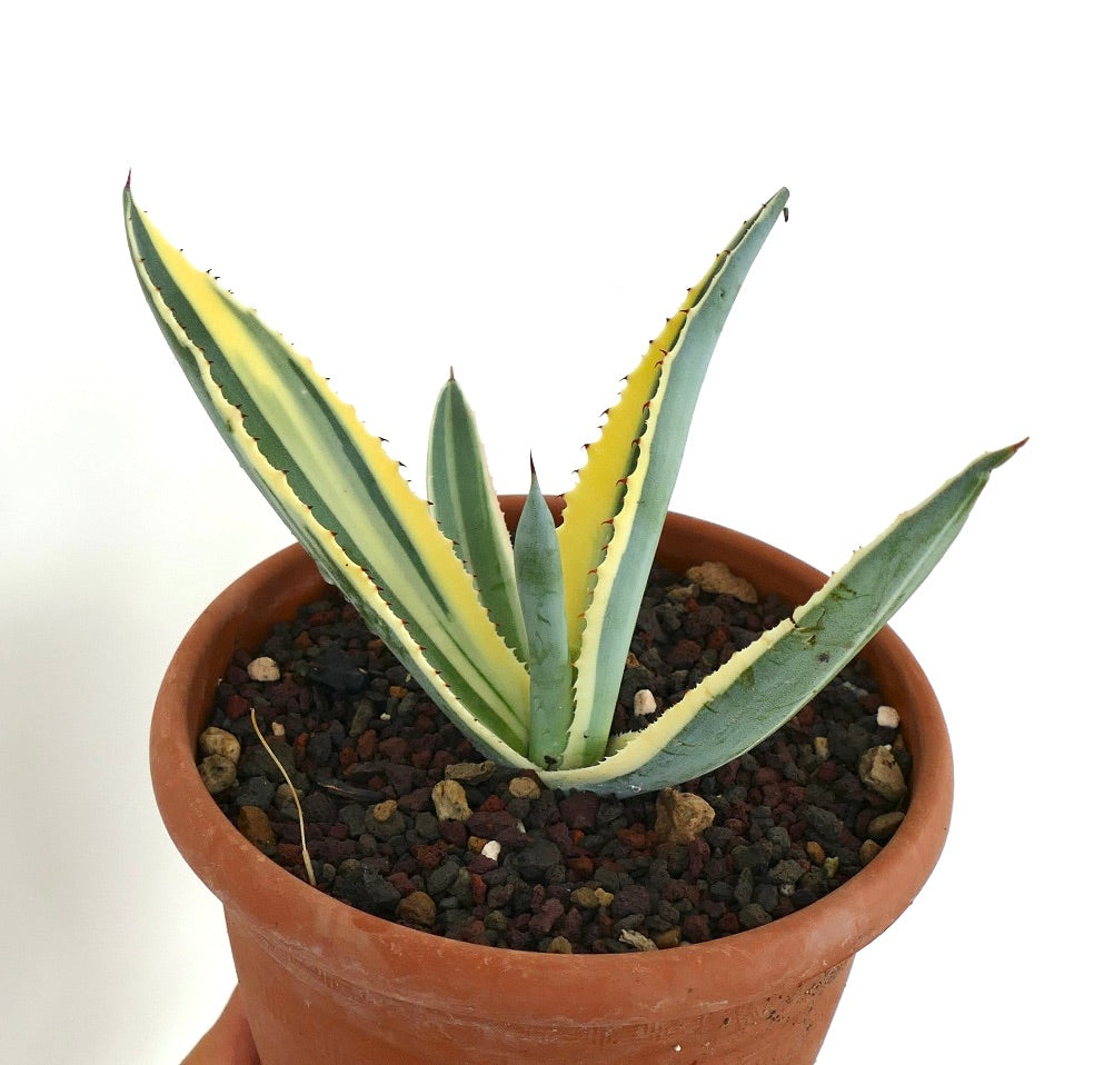 Agave americana marginata unusual variegated plant in a clay pot with rocky soil, displaying upright spiky leaves edged in yellow.