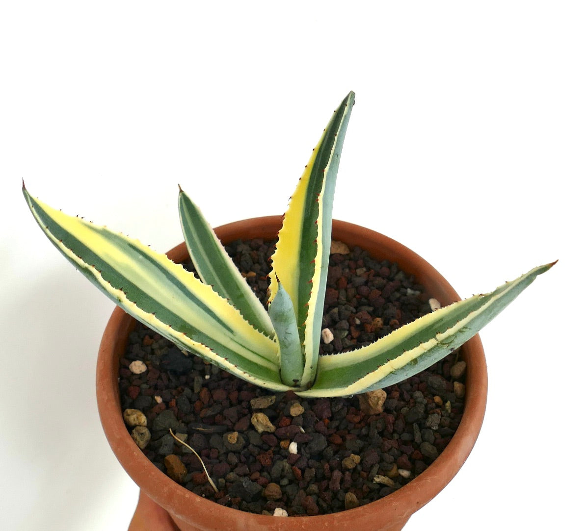 Top view of Agave americana marginata unusual variegated in a brown pot, highlighting its symmetrical leaf rosette with yellow-bordered green leaves.