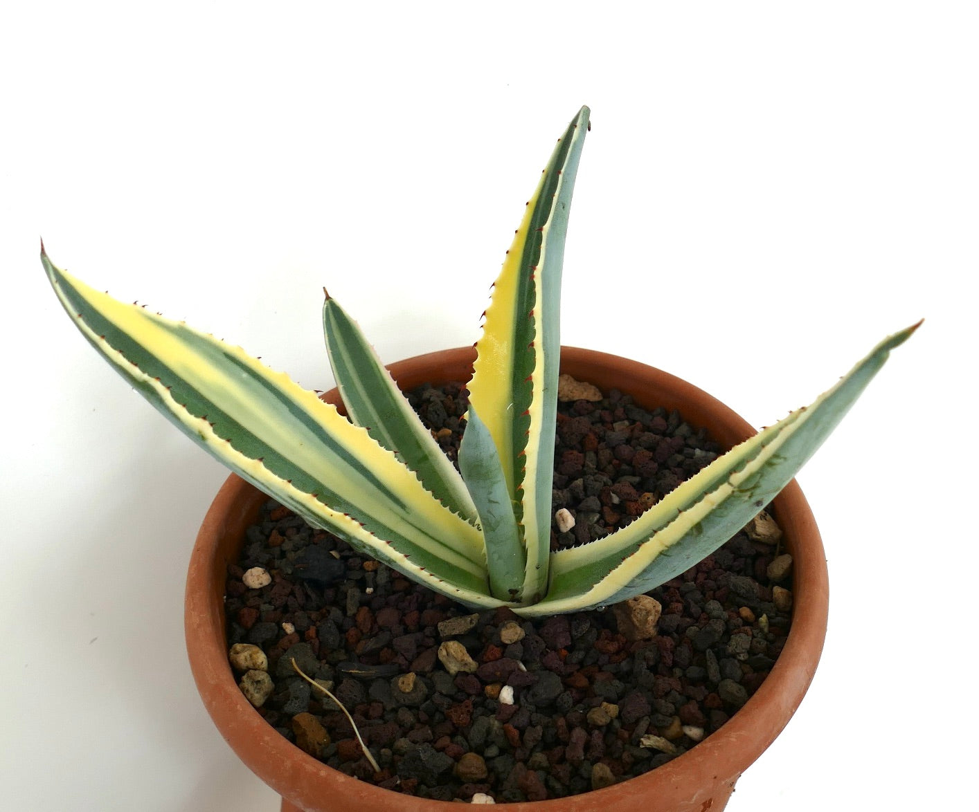 Agave americana marginata unusual variegated growing in volcanic rock soil inside a terracotta pot, with striped green and yellow leaves spreading outward.