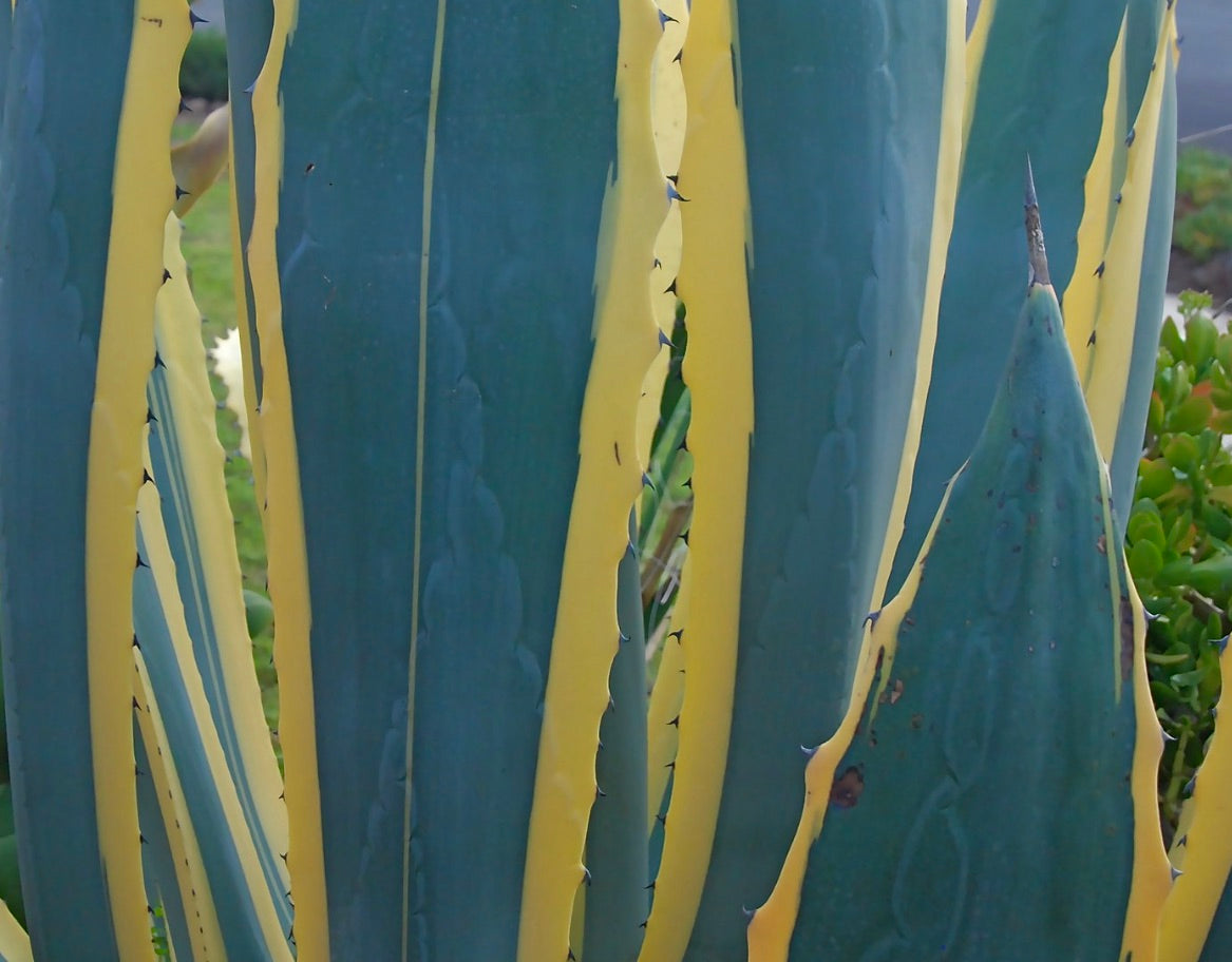 Agave americana 10-15cm