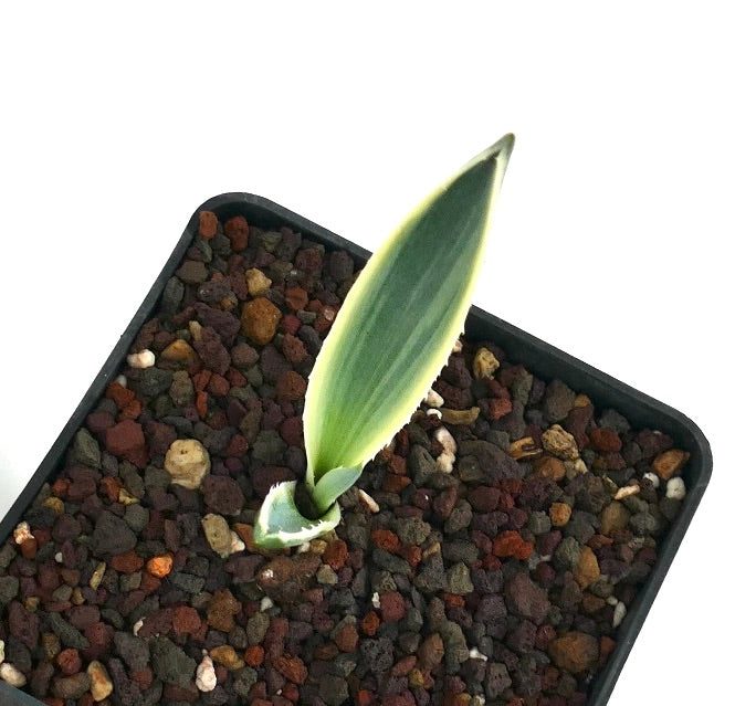 Ung Agave americana marginata variegert i en firkantet svart potte, med et enkelt opprett grønt blad med gule kanter som vokser fra steinete jord.