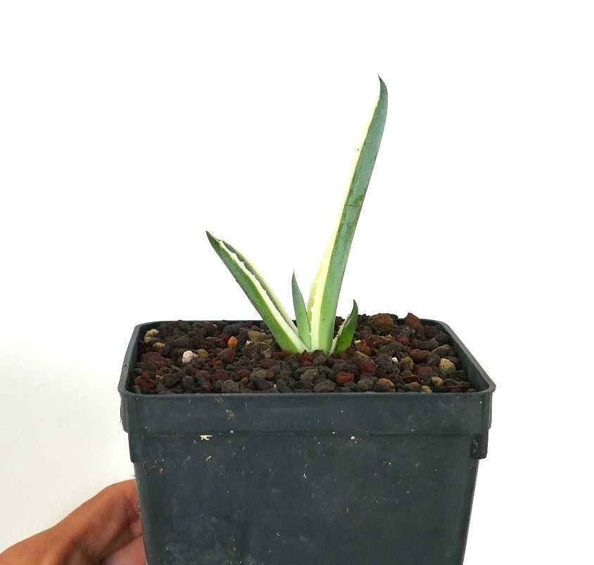 Ung Agave americana marginata med variegert mønster i en planteskolepotte, som viser flere smale, spisse variegerte blader som vokser ut fra midten.