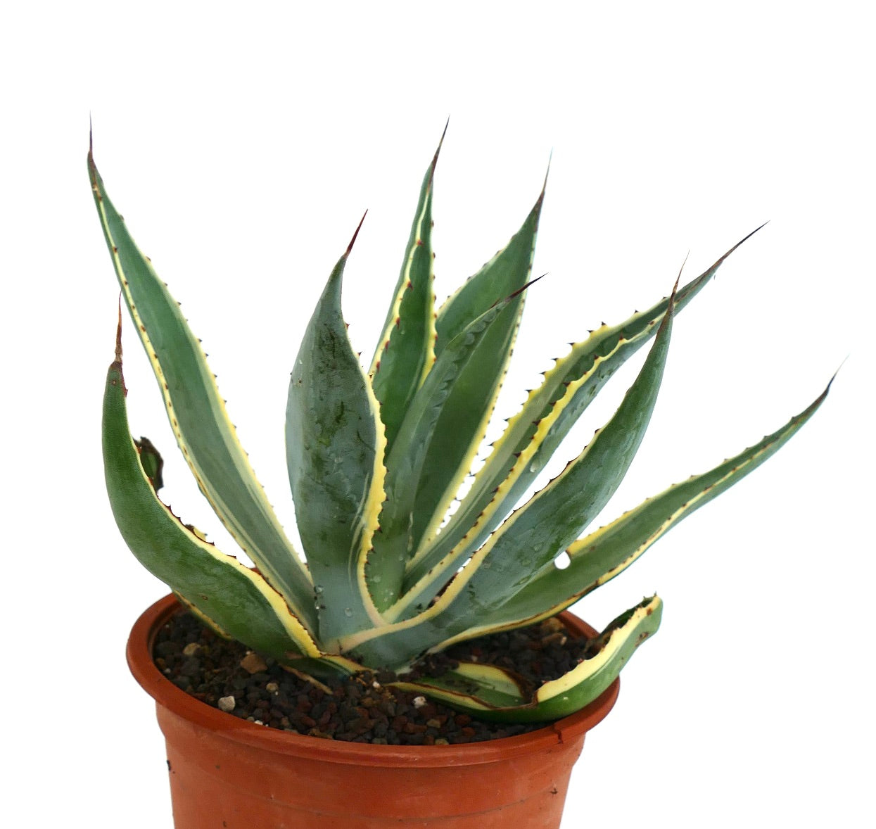 Agave americana marginata succulenta con foglie variegate appuntite in vaso di terracotta