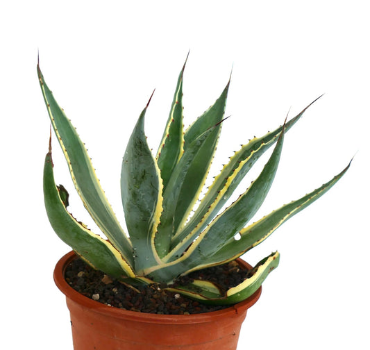 Agave americana marginata succulent with spiky variegated leaves in terracotta pot
