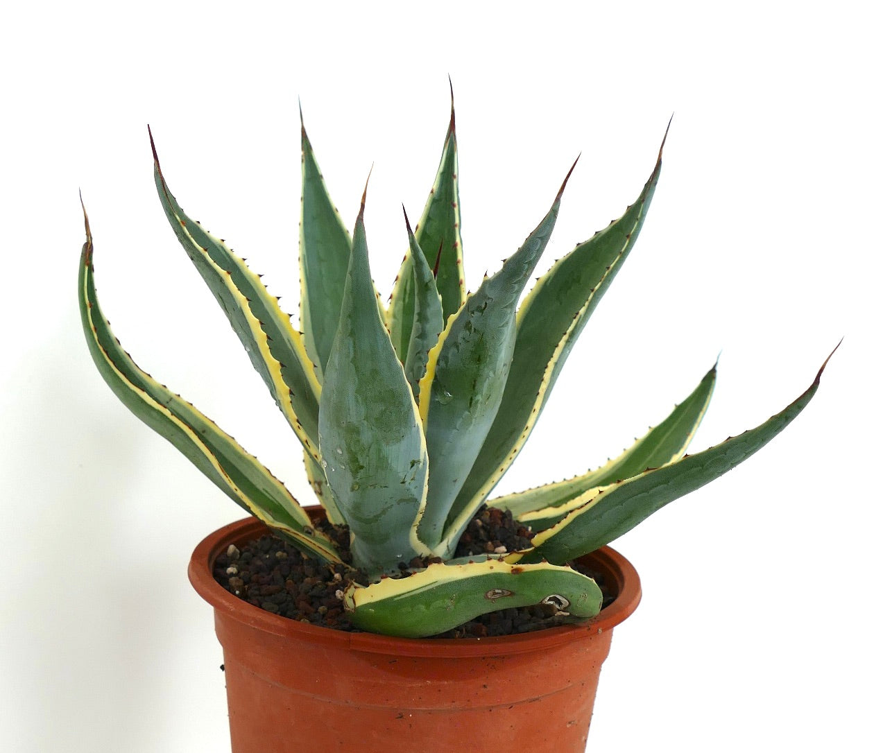 Agave americana marginata succulenta con spine appuntite e foglie bordate di giallo in vaso