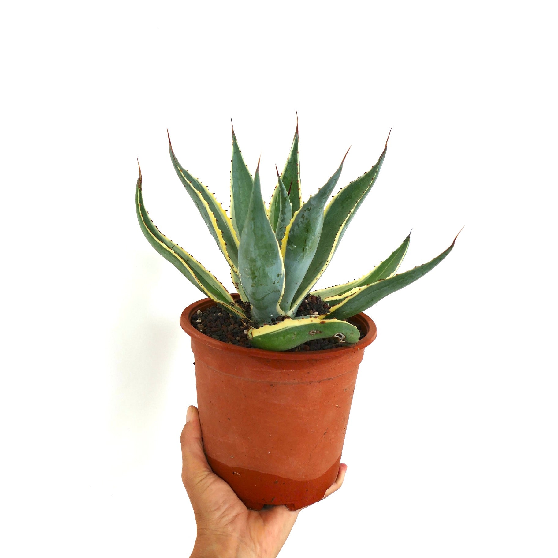 Succulenta Agave americana marginata con foglie verdi e bordi gialli variegati in vaso