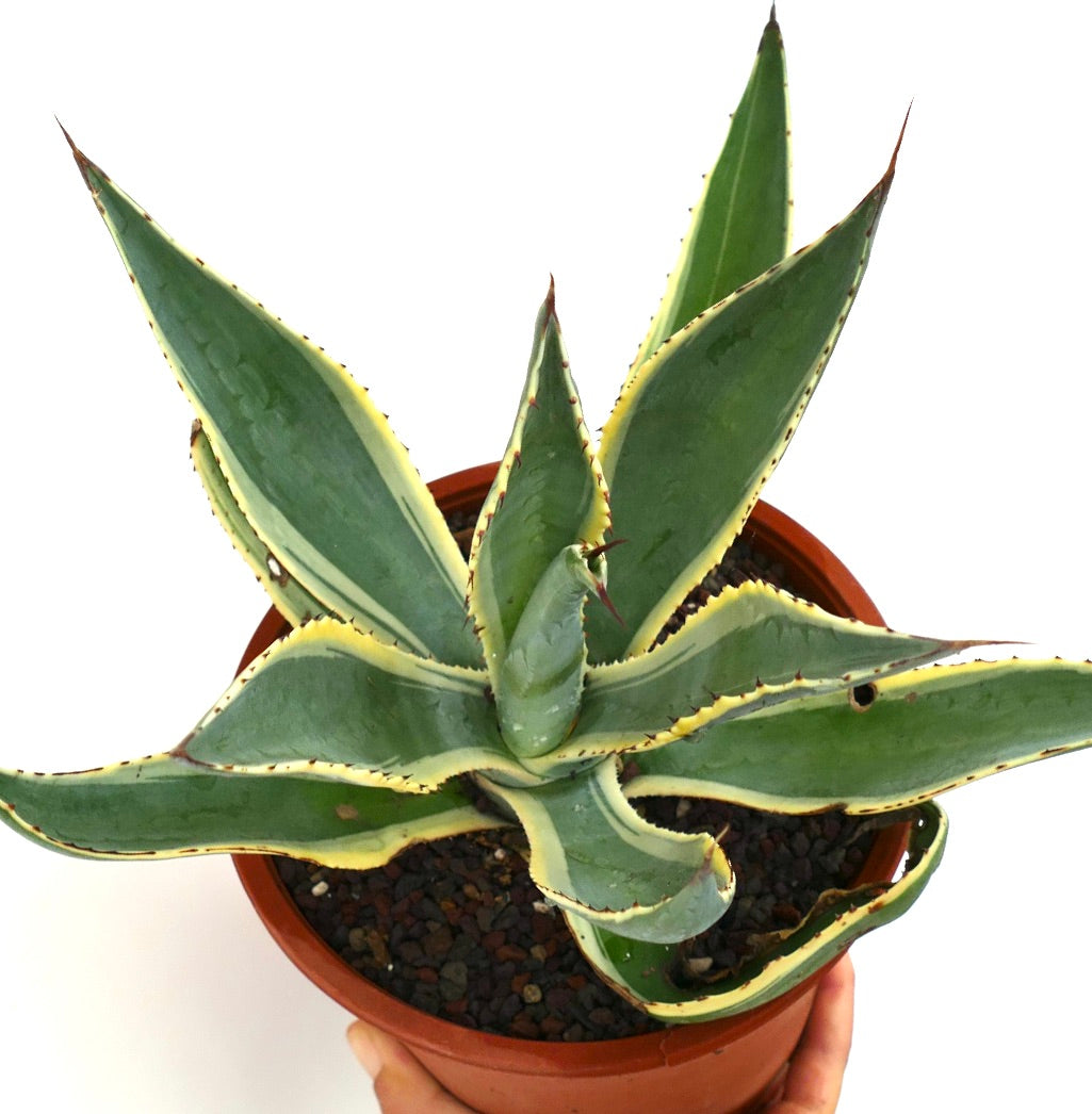 Agave americana marginata succulenta con foglie spinose bordate di giallo in vaso