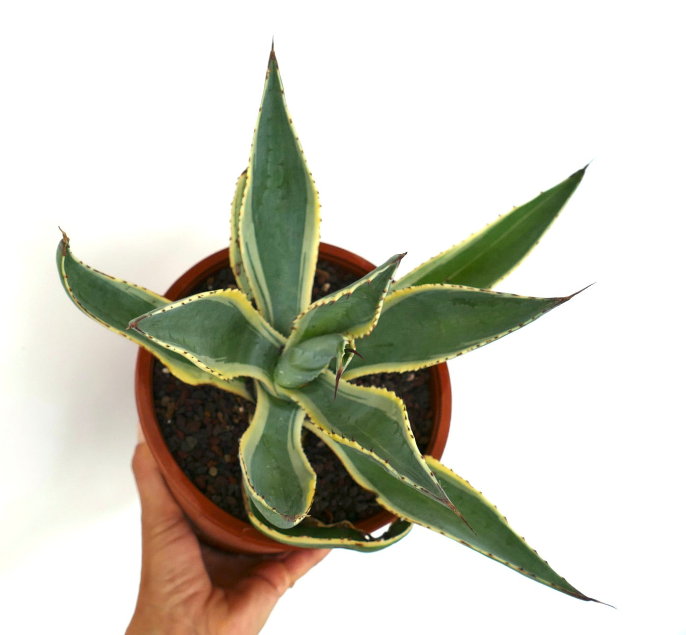 Agave americana marginata succulenta con foglie variegate verde e giallo spinose in vaso