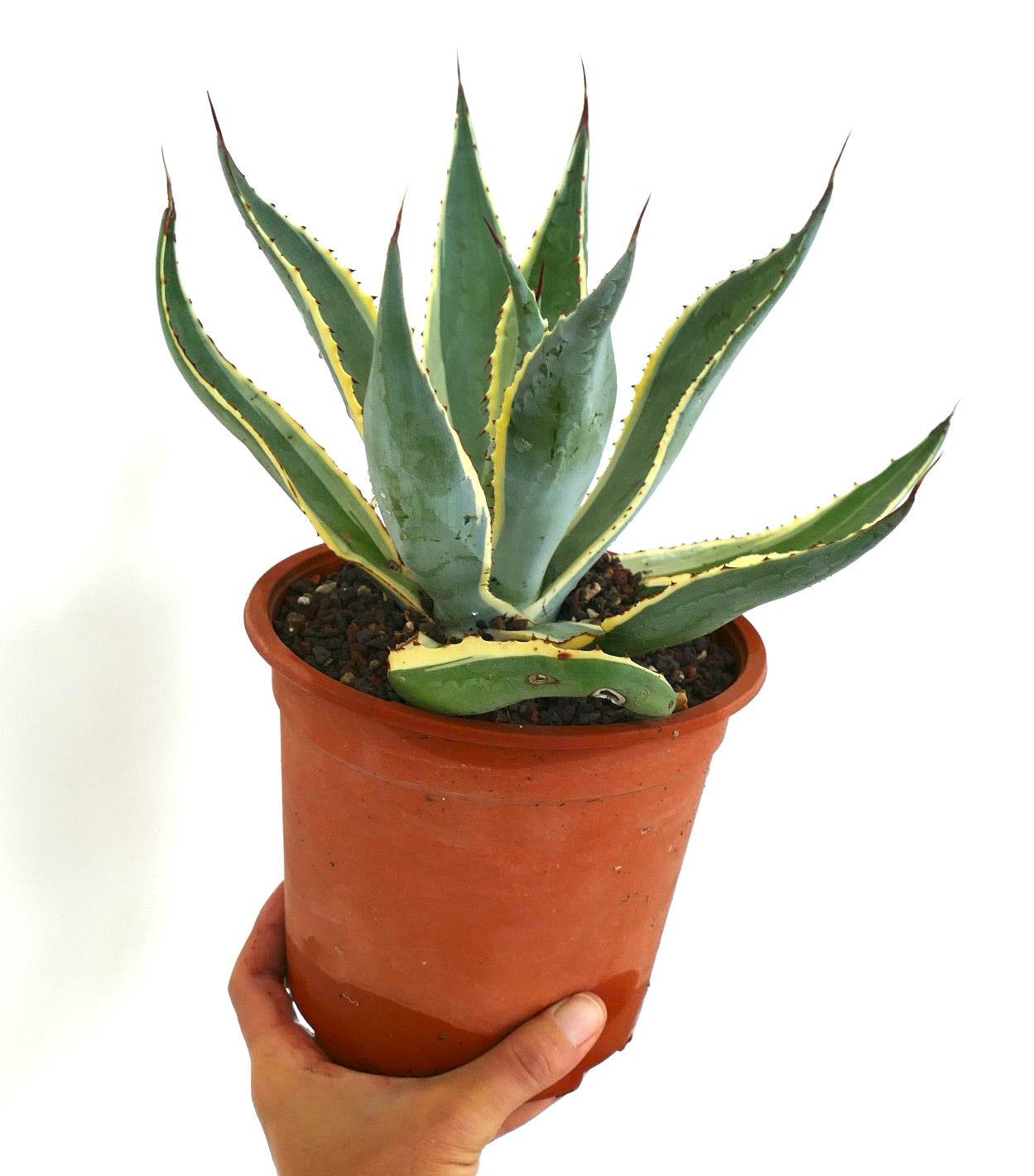 Agave americana marginata succulenta con foglie appuntite e bordi variegati gialli