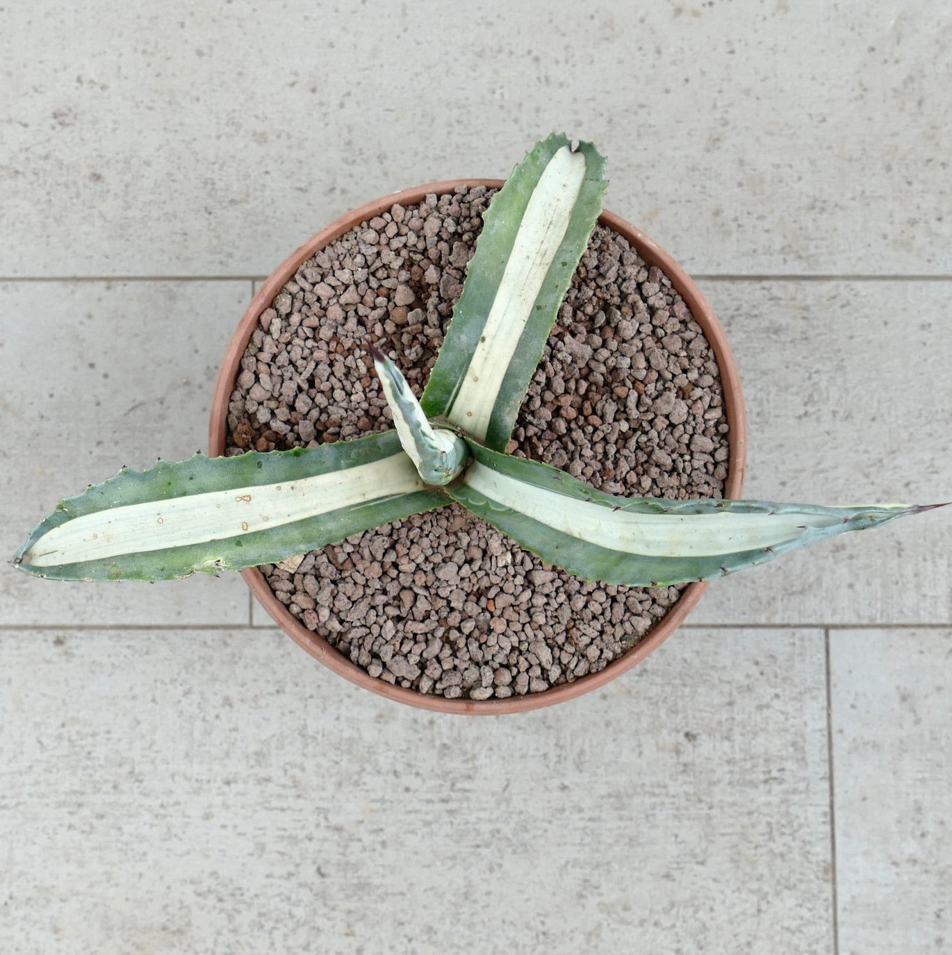 Agave americana mediopicta-alba succulent with long variegated leaves and spiny edges in pot